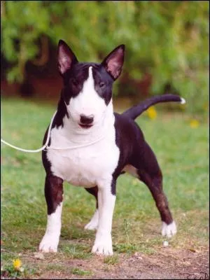 D'o vient le bull terrier miniature ?