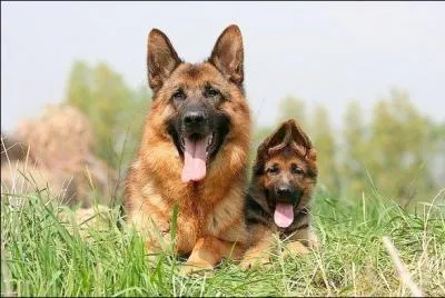 D'o vient le berger allemand ?