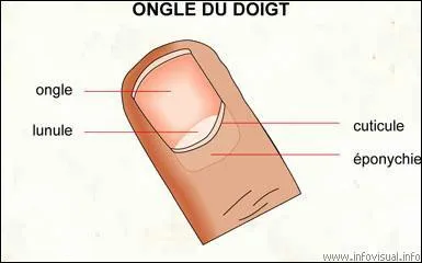 Il dfinit ceci comme ...