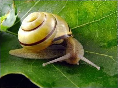 Il dfinit ce gastropode comme ...