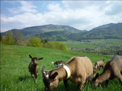Et si nous faisions un petit dtour par la rgion Rhne-Alpes, a nous permettrait de dguster un chevrotin, fabriqu depuis des sicles de la mme faon, et de forme ...