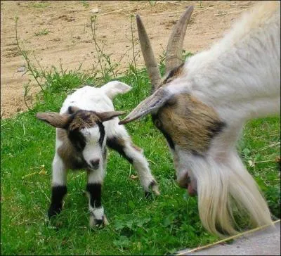Je ne peux pas faire ce petit tour de France sans parler de ce fromage de Bourgogne, le Maconnais, qui lui, bien sr, adopte une forme ...