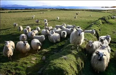J'ai une soudaine envie de faire un dtour par la Camargue,  quoi est parfume la  Tome d'Arles  ?