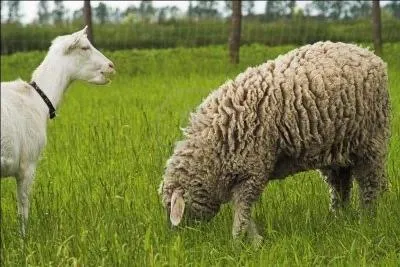 La marque corse  A Filetta  propose six fromages diffrents, tous de forme ...