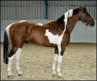 De quelle couleur est la robe de ce cheval ?