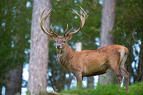 Quiz Animaux