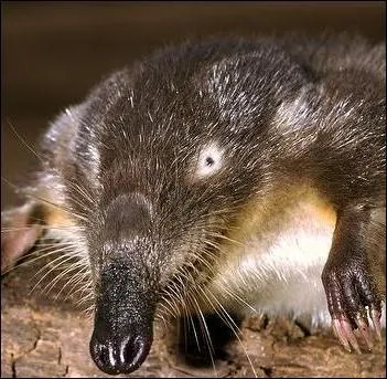 Comment appelle-t-on plus communment le desman des Pyrnes ?