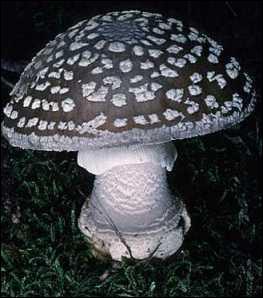 Comment s'appelle ce champignon ?