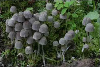 Comment s'appelle ce champignon ?