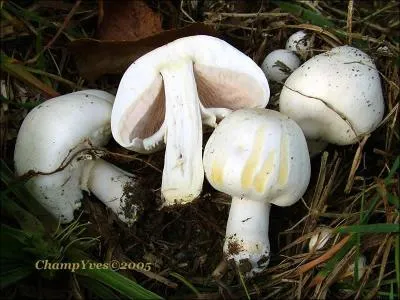 Comment s'appelle ce champignon ?