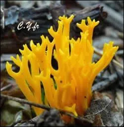 Comment s'appelle ce champignon ?