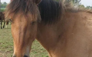 Quiz Galop 1