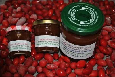 Cette confiture vous rappellera, tout au long de l'anne, vos randonnes automnales en fort. Quel autre nom porte le cynorhodon ?