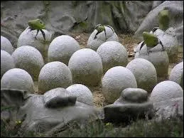 Le flin est-il un ovipare ?