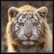 Comment s'appelle le bb n de l'union d'une tigresse et d'un lion ou inversement ?