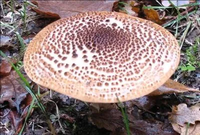 Et puis lui, son nom est :