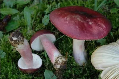 Et ce dernier champignon ?