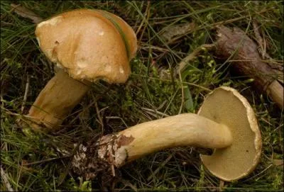 Comment s'appelle ce champignon ?