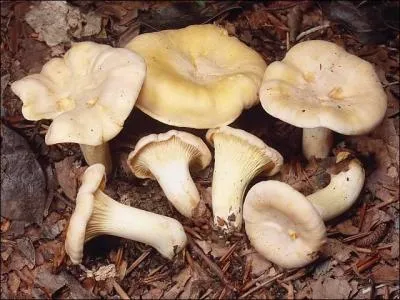 Comment s'appelle ce champignon ?