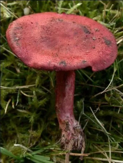 Comment s'appelle ce champignon ?