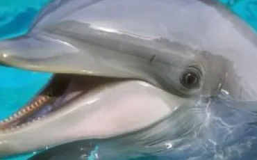 Quiz Dauphins