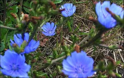 Qu'utilise-t-on dans la chicore sauvage pour produire un ersatz de caf ?
