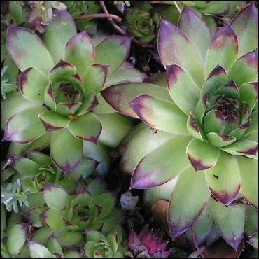 Qui n'a pas observ cette amusante petite plante sur les margelles des puits ? Mais quelle croyance populaire attribuait-on  la joubarbe ?