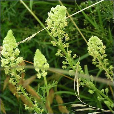 Aragon l'a vant dans son pome  la rose et le rsda . Mais de faon plus concrte, il tait utilis en teinturerie pour colorer les laines et les soies. Quelle nuance obtenait-on avec cette plante herbace ?