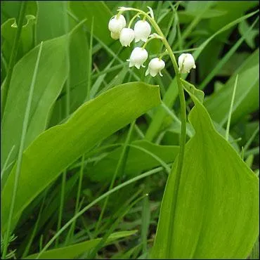 Le muguet des bois,  porte-bonheur , possde la facult de ne pas vous le porter pour trs longtemps, car :