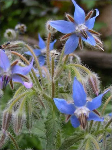 Plante mdicinale, la bourrache renferme des vertus :