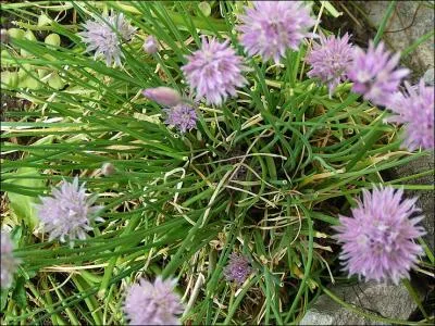 Utilise en cuisine, je suis :