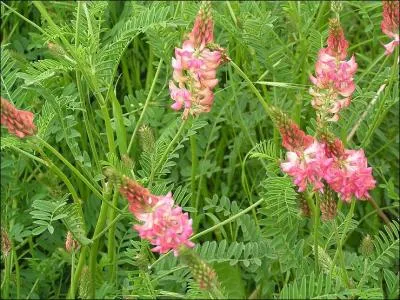 Le trs lgant sainfoin tait encore sem au sicle dernier afin d'obtenir :