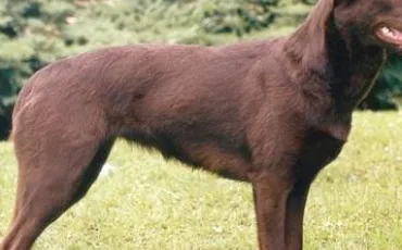 Quiz Races de chiens
