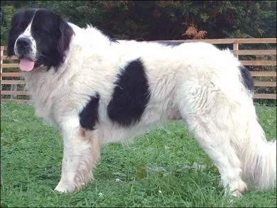 De quelle race est ce chien rserv ?