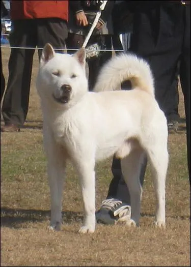 De quelle race est ce chien japonais ?