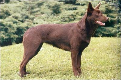 De quelle race est ce chien de berger australien ?