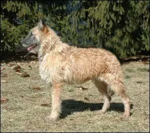 De quelle race est ce chien ? (Famille des bergers belges)