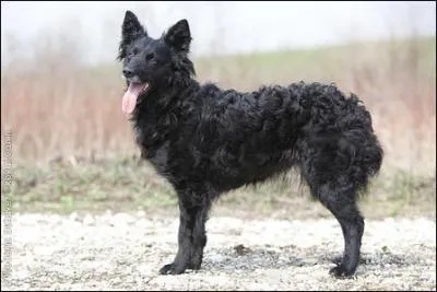 De quelle race est ce chien peu courant ?