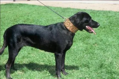 De quelle race est ce chien assez rare en France ?