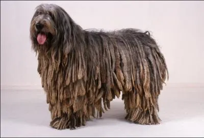 De quelle race est ce chien au poil si particulier ?