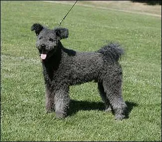 De quelle race est ce chien de berger ?