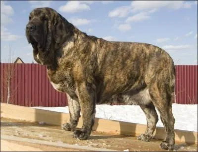 De quelle race est ce chien au fort caractre ?