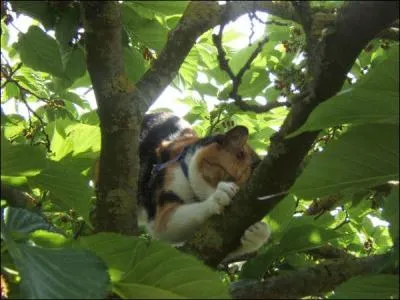 Pourquoi les chats griffent les arbres ?