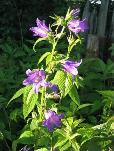 La campanule  larges feuilles bnficie de mesures de protection selon la loi de sauvegarde des plantes notamment en rgion Auvergne. De quand date la liste des espces protges ?