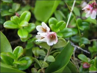 Cette baie de la famille des ricaces se trouve aussi dans les massifs anciens europens. Les vertus mdicinales en sont bien connues, elles traitent diffrentes affections selon le type de prparation, notamment comme dsinfectant intestinal quand il s'agit du macrat glycrin.