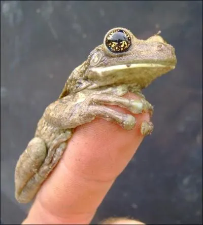 Le verbe grenouiller existe !