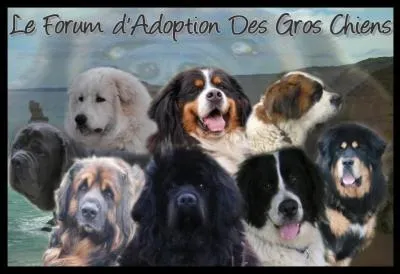 Si vous tes perdu dans la montagne suisse, lequel de ces chiens est susceptible de vous venir en aide ?