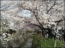 Quel est le nom de ce chemin zen que le philosophe Kitaro Nishida empruntait tous les jours, afin de rflchir ?