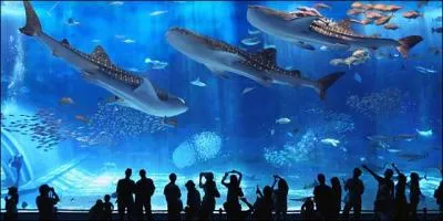 L'aquarium Churaumi d'Okinawa est-il le premier ou le second plus grand aquarium du monde ?