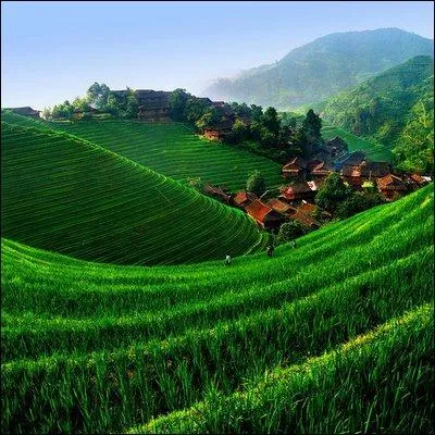 Dans quel pays la grippe asiatique est-elle ne ?